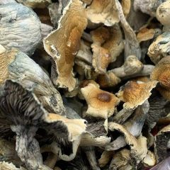 Hillbilly Shrooms