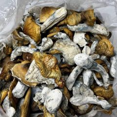 Psilocybin Shrooms